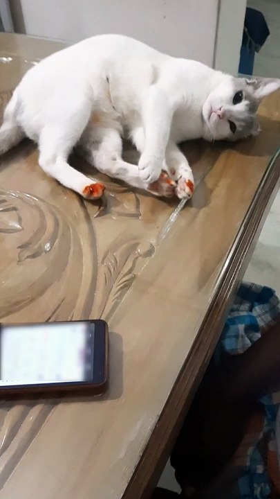 Kitty Loves Playtime on the Table
