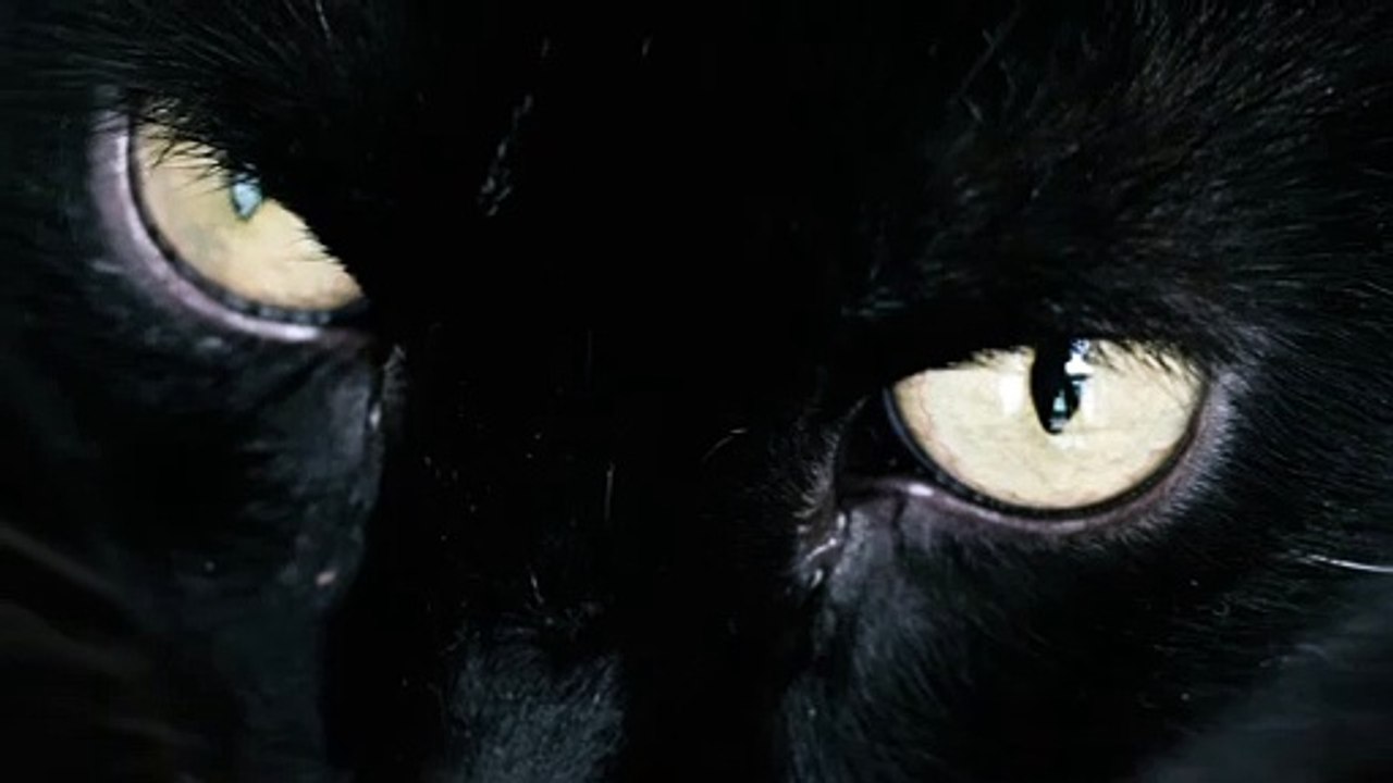 black-cat