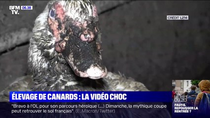 L214 diffuse des images du 'pire élevage' de canards dans les Pyrénées-Atlantiques
