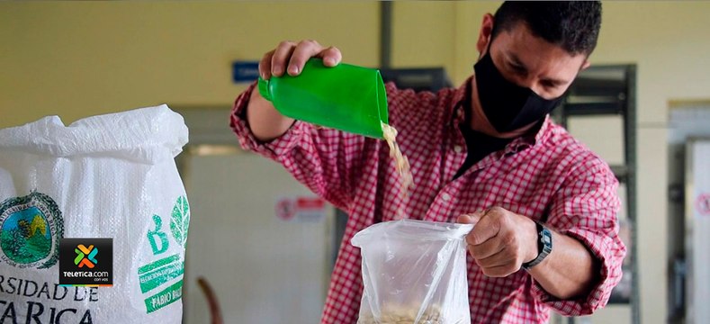 tn7-Expertos-de-la-UCR-trabajan-en-producir-frijoles-para-que-productores-los-cosechen-190820