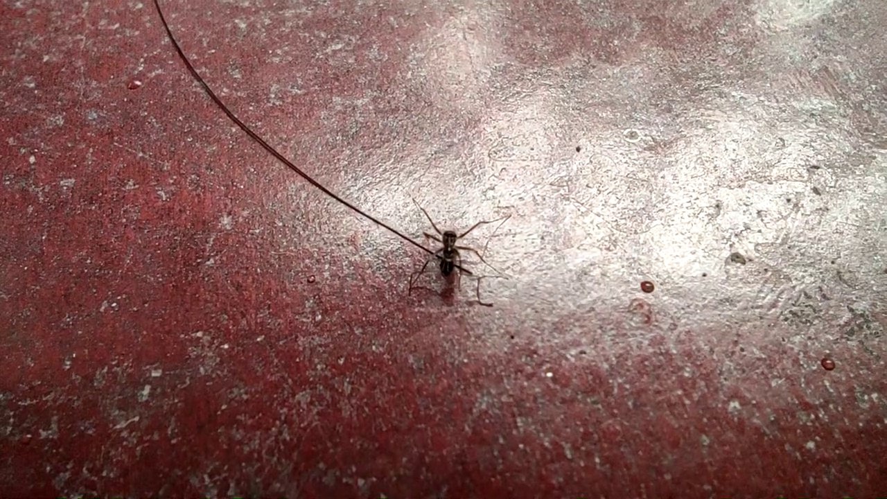 Beautiful black Ant
