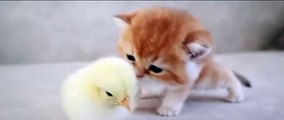 Cute Kittens Playing with Chick