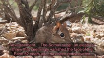 Tiny Elephant Shrew Species Rediscovered in Africa After Disappearing 50 Years Ago