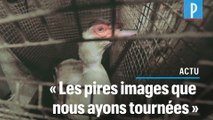 L214 : les nouvelles images choc dans un élevage de canard