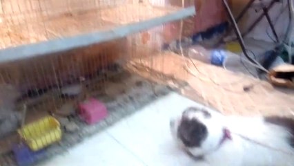 كلب جريفون فرنساويAngry Birds Pets Shop