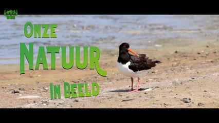 Onze Natuur In Beeld ( Wild Van Wild )