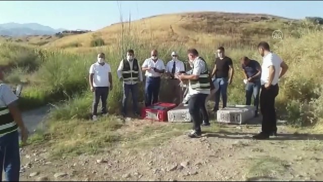 Batman'da doğaya 2 bin sülün ve kınalı keklik bırakıldı
