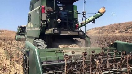 Çukurova'da üretici ayçiçeğinin verimi ve fiyatından memnun - ADANA