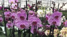 Mersin'de serada yetiştirilen rengarenk orkideler iç pazarın gözdesi oldu