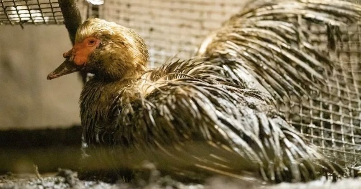 Maltraitance animale : l'association L214 publie une vidéo choc d'un élevage de canards