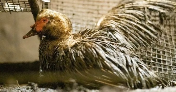 Maltraitance animale : l'association L214 publie une vidéo choc d'un élevage de canards