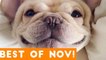 Funniest Pet Reactions & Bloopers of November 2017 _ Funny Pet Videos