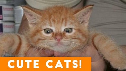 Ultimate CUTE CATS Compilation _ Cute Pets 2017
