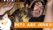 Animals are Jerks Funny Pet Compilation _ Funny Pet Videos