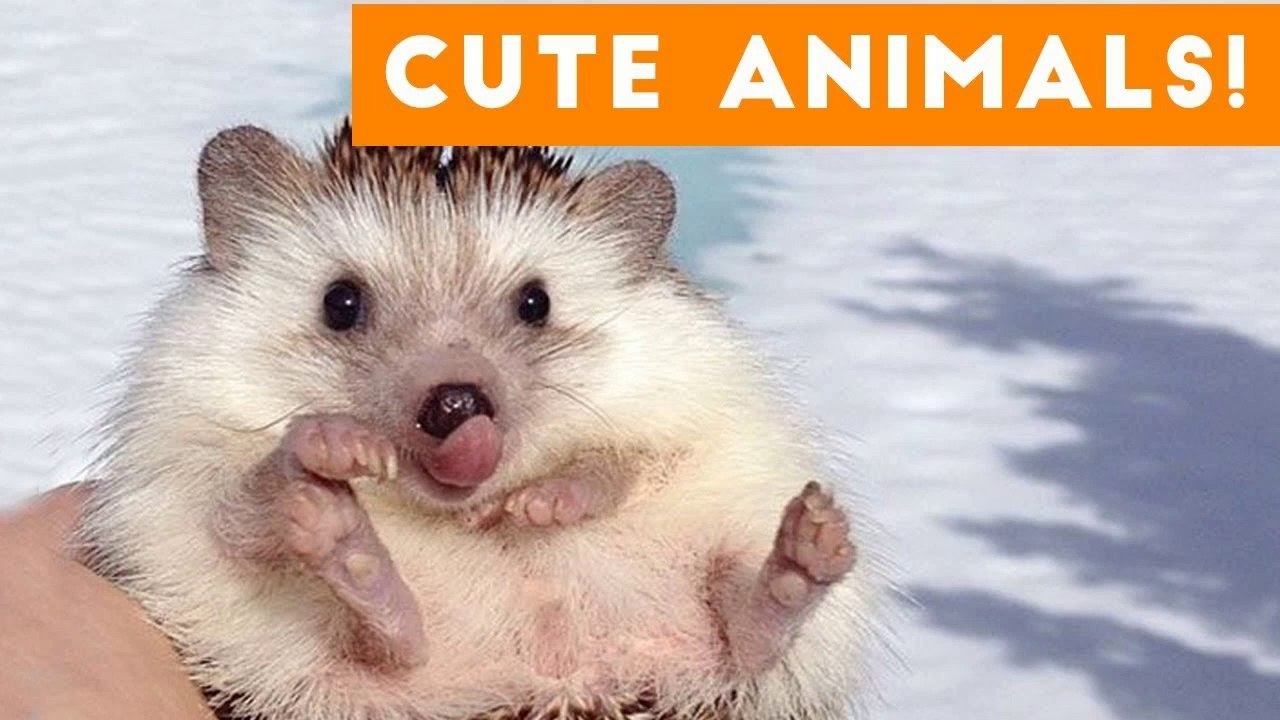 Cutest Pets of the Week Compilation December 2017 _ Funny Pet Videos