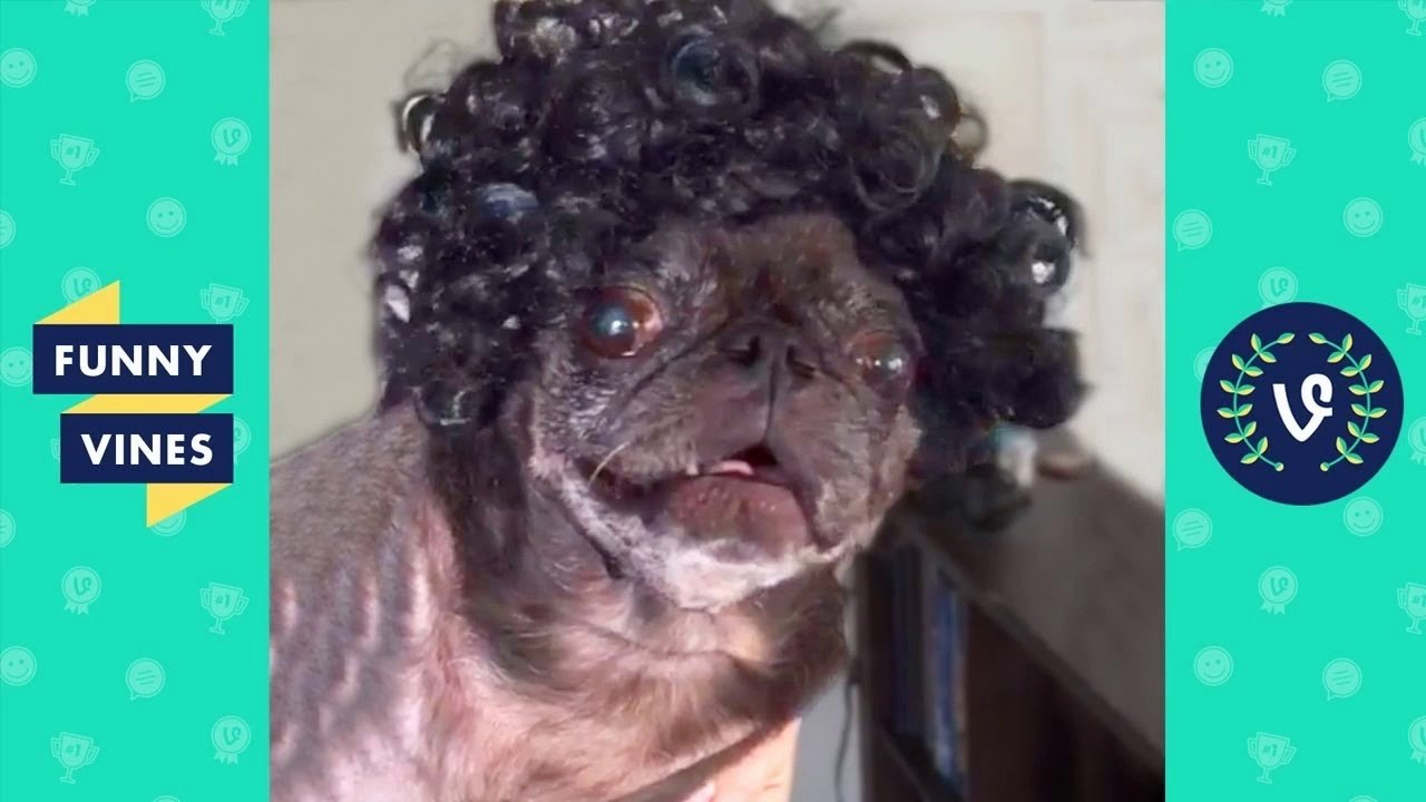 TRY NOT TO LAUGH WATCHING - Funny Animals Vines Compilation 2017 _ Funny Vines