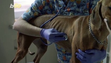 Doggone It! Here Are Things Your Dog Doesn’t Like That You Do!