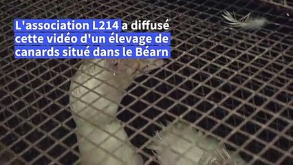 L214 cible un élevage de canards reproducteurs pour foie gras