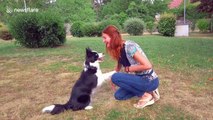 This 2-year-old border collie nails impressive dance routine with her owner