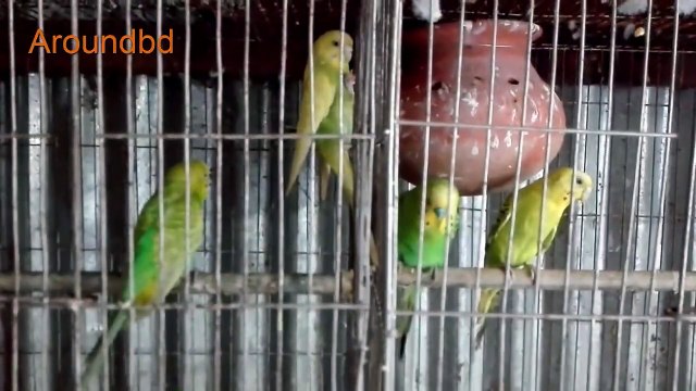 bird chirping sound effect birds sounds - Amazing natural bird sounds