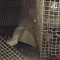 Pyrénées-Atlantiques : Dans sa dernière vidéo, L214 dénonce «l’horreur» dans un élevage de canards reproducteurs pour la filière foie gras