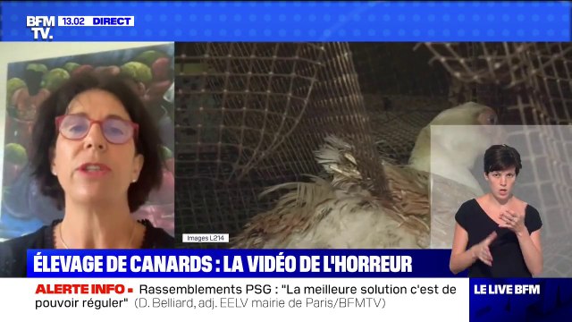 La directrice du comité interprofessionnel du fois gras estime que les images de L214 ne représentent pas les pratiques de la profession