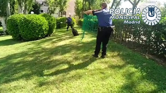 Rescatan un buitre en unos jardines de Canillas
