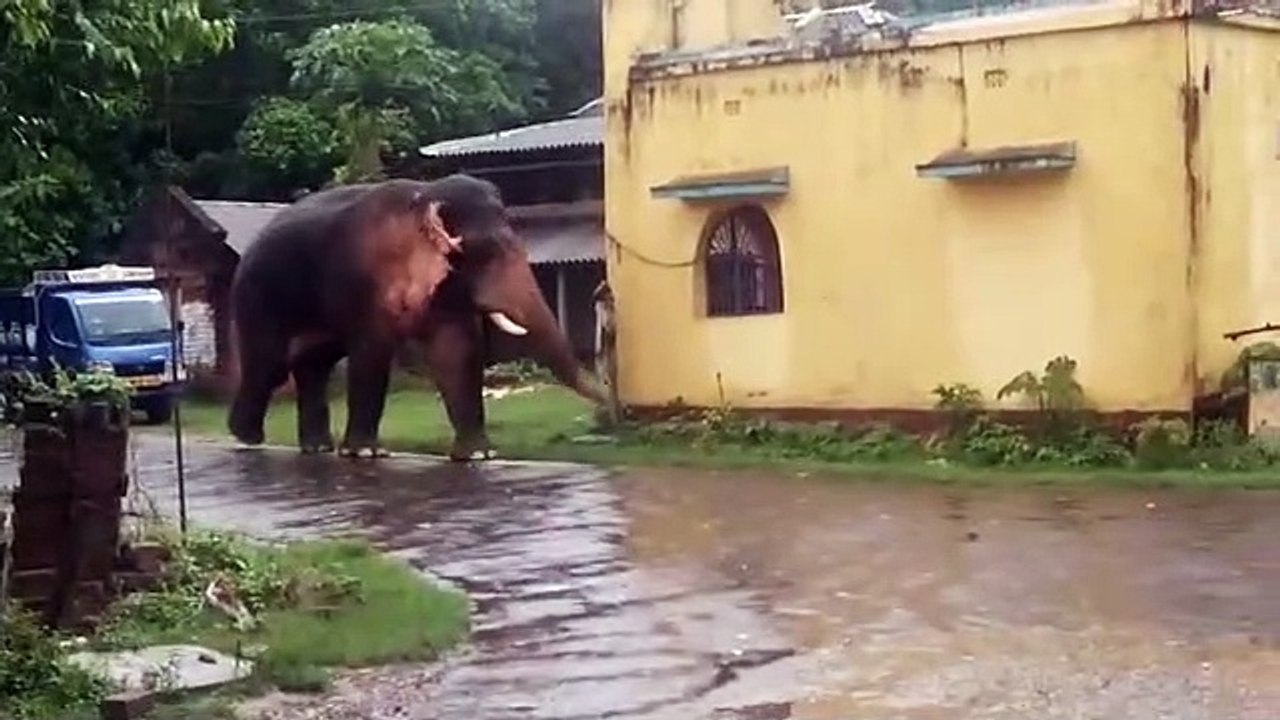 কয়েকদিন ধরে দাপিয়ে বেড়াচ্ছে দলমার হাতির দল
