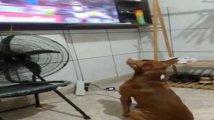 EDIÇÃO DORGAS - COLYRA VILMA | Doideira Raix.