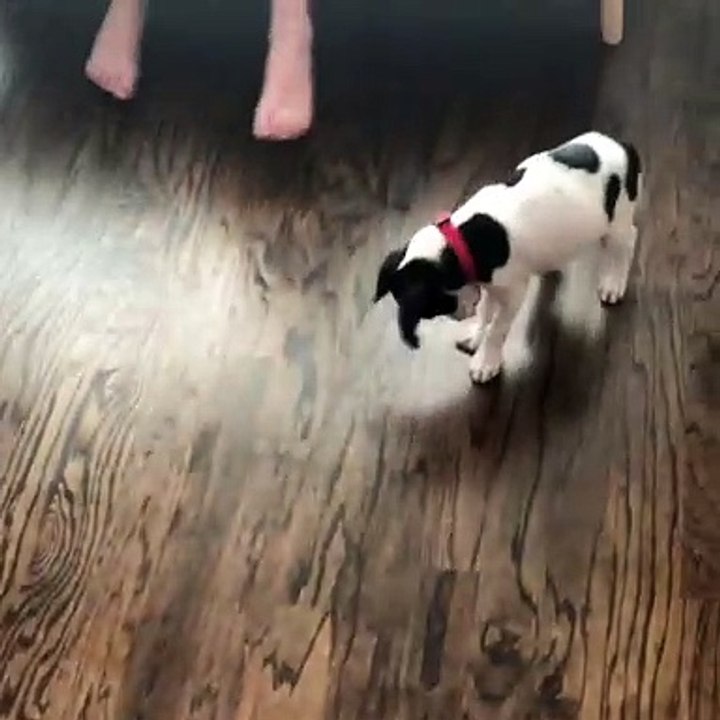 Puppy Ringo Gets a Collar