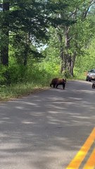 Mama Bear and Cubs Stop Cars