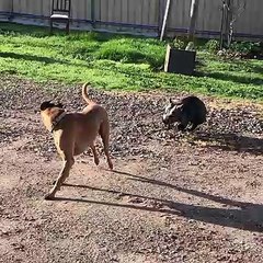Wombat Chases Canine Friend