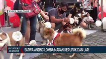 Satwa Anjing Ikut Lomba Makan Kerupuk dan Kontes Busana Kemerdekaan