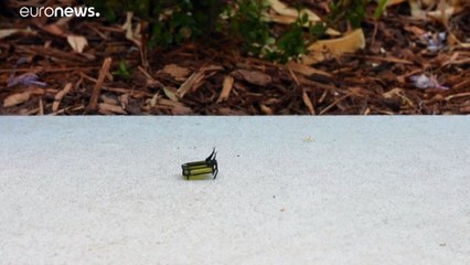 فيديو: "روبوت خنفساء" يعمل بنظام عضلات اصطناعية ولا يحتاج إلى بطاريات