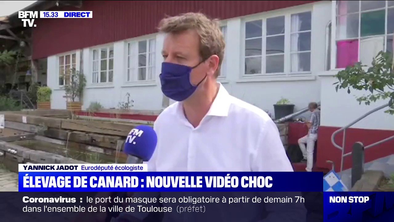 Vidéo choc dans un élevage de canards: pour Jadot, "ces images sont dramatiques"