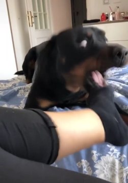 CUTE DOGS - PERROS GRACIOSOS Y DIVERTIDOS #2