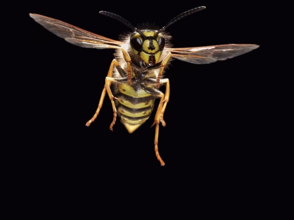 Die besten Tipps gegen lästige Wespen