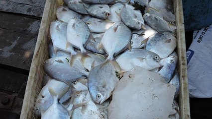 Cá lồng bè "chết trắng" biển Long sơn | VTC