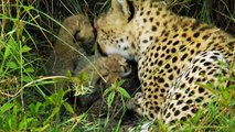 Incredible five - A Cheetahs Tales - Hunters of the Savannah HD