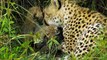 Incredible five - A Cheetahs Tales - Hunters of the Savannah HD