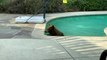 Bear Cools off in Backyard Pool on a Hot Summer Day in California