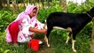 Village Woman Goats Milking,Goats Milk out, milk collect by hand