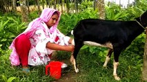 Village Woman Goats Milking,Goats Milk out, milk collect by hand