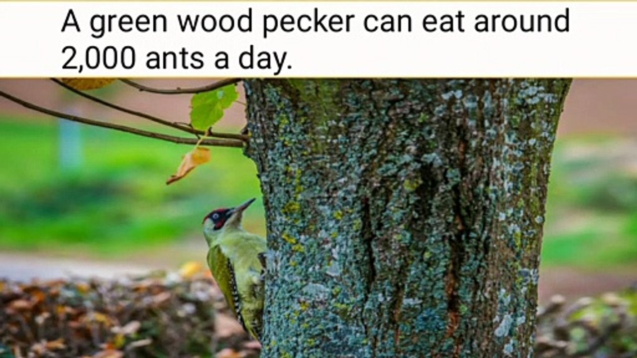 Amazing facts about birds