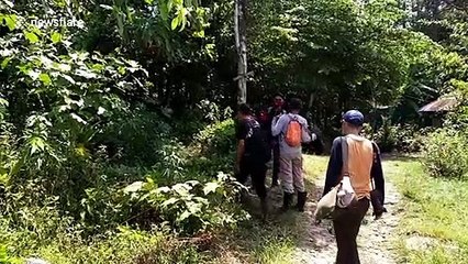 Colossal tree with 14.5m girth discovered in rainforests of Indonesia