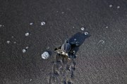 El momento en el que tortugas bebé prueban el mar por primera vez