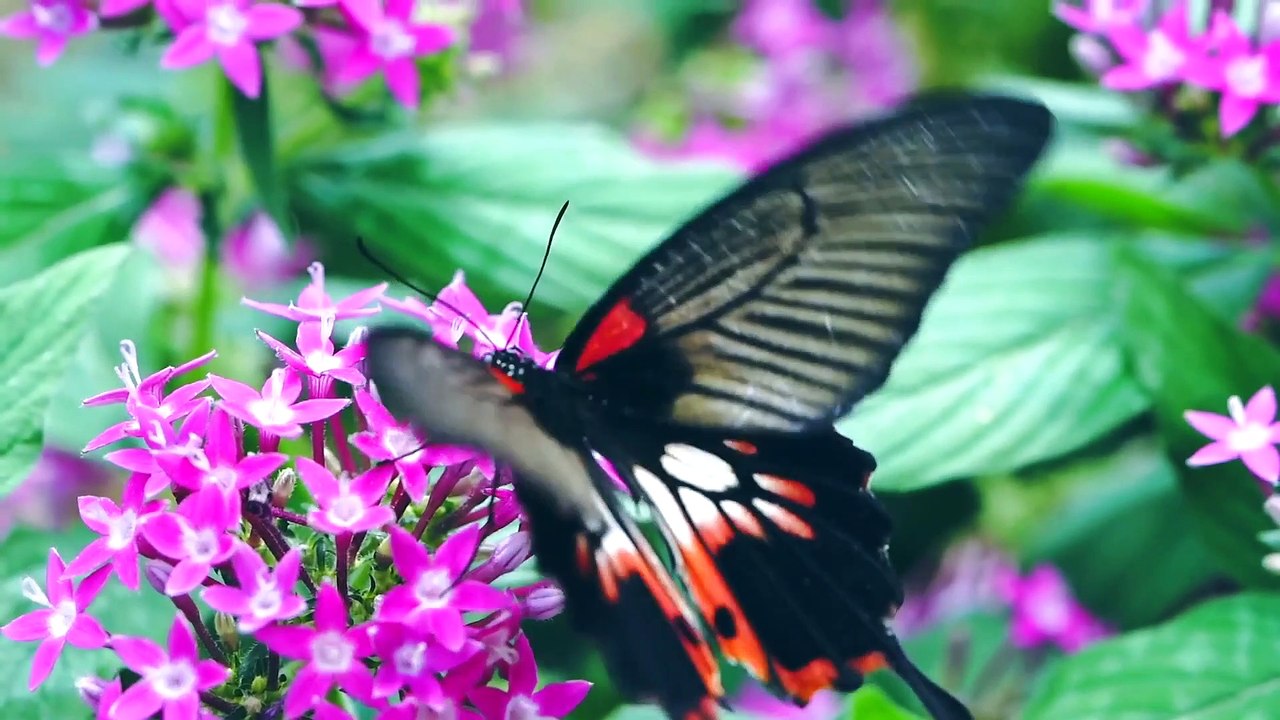 Butterflies Video 01 || No Copyright Video & Music Free download || Everything