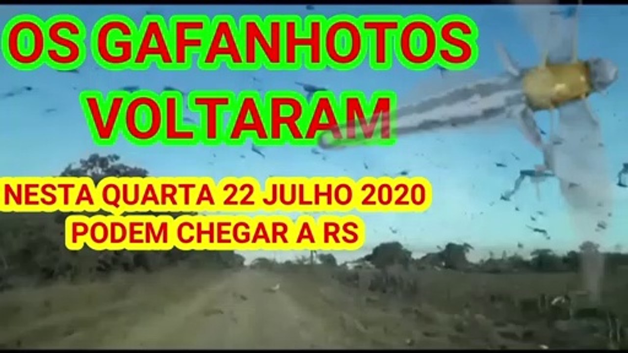 OS GAFANHOTOS VOLTARAM! #05