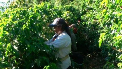 tn7-indigenas-panameños-ingresaran-para-colecta-de-cafe-200820