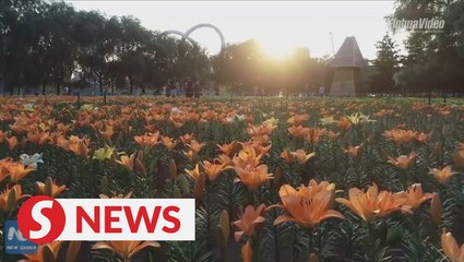150,000 lilies blossom in Shenyang park